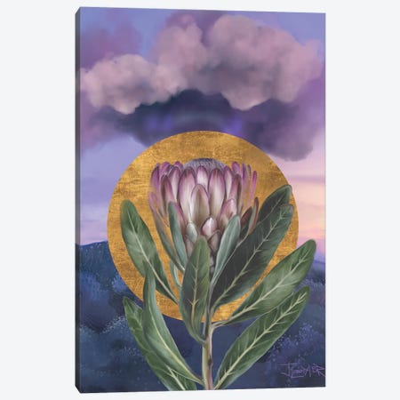 Purple Protea Rising Canvas Print #JLO67} by Juliana Loomer Canvas Wall Art