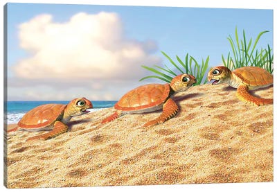 Baby Turtles Canvas Art Print