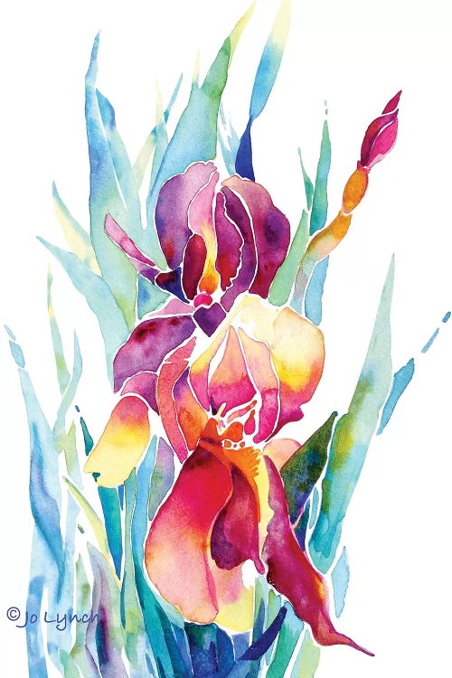 Iris Flower by Jo Lynch wall art