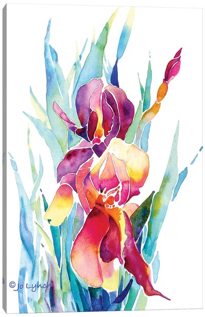 Iris Flower Canvas Art Print - Jo Lynch