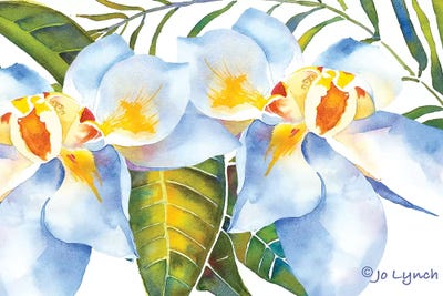 Magnolia w Leaves by Jo Lynch canvas print