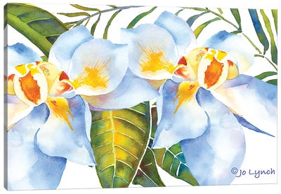 Magnolia w Leaves Canvas Art Print - Jo Lynch