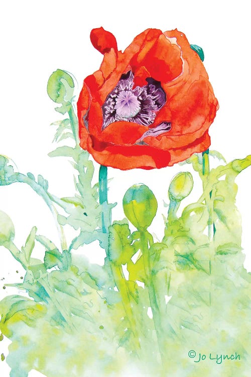 Poppy Art Flower by Jo Lynch wall art