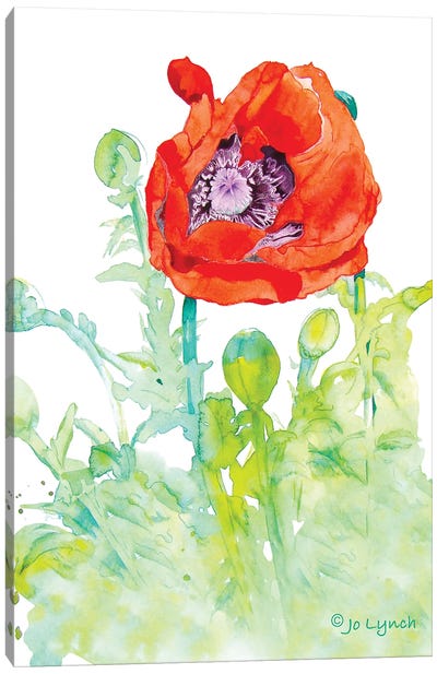 Poppy Art Flower Canvas Art Print - Jo Lynch