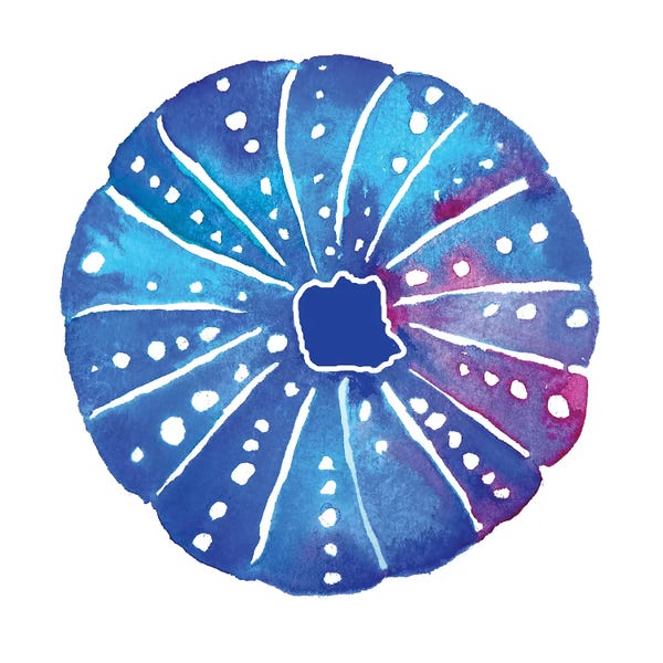 Jo Lynch: Shell Sea Urchin I by Jo Lynch