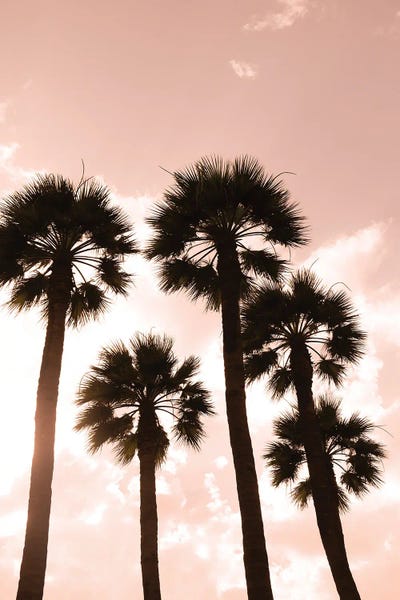 Julien McRoberts: Palm Trees, Luxor, Egypt by Julien McRoberts