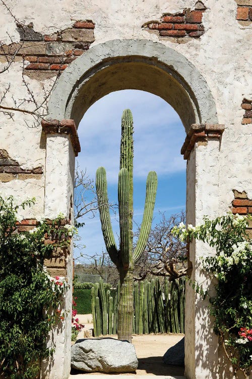 Cactus In Archway Of Old Building. Cabo San Lucas, Mexico.