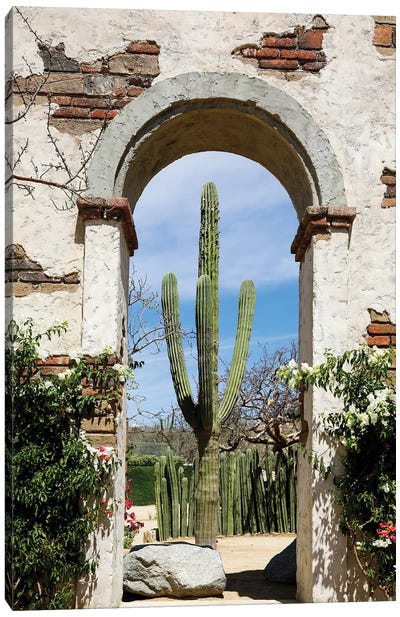 Cactus In Archway Of Old Building. Cabo San Lucas, Mexico. Canvas Art Print