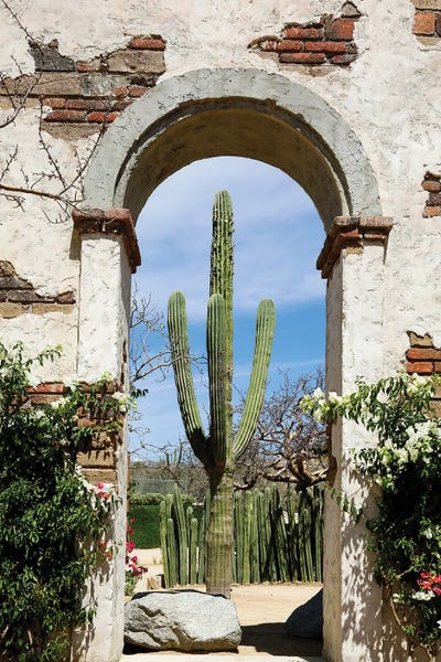 Cabo San Lucas: Cactus In Archway Of Old Building. Cabo San Lucas, Mexico. by Julien McRoberts