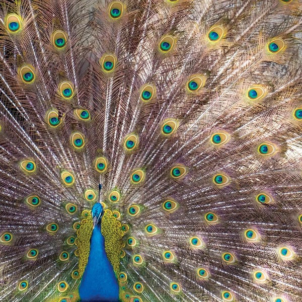 Julien McRoberts: Lisbon, Portugal Castelo Sao Jorge Peacocks Reside On The Castle Grounds Showing Off Their Plumage, Spring Mating Season I by Julien McRoberts