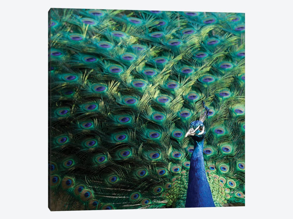 Lisbon, Portugal Castelo Sao Jorge Peacocks Reside On The Castle Grounds Showing Off Their Plumage, Spring Mating Season II by Julien McRoberts 1-piece Canvas Art