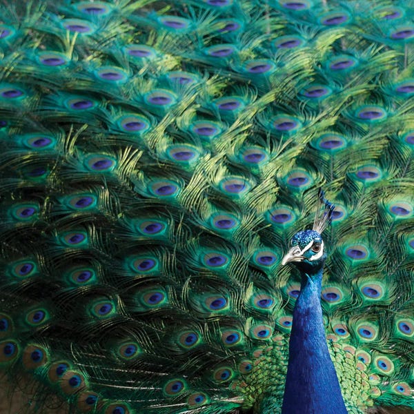 Julien McRoberts: Lisbon, Portugal Castelo Sao Jorge Peacocks Reside On The Castle Grounds Showing Off Their Plumage, Spring Mating Season II by Julien McRoberts