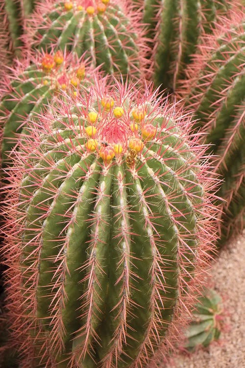 Marrakech, Morocco. Beautiful Arid Garden Filled With Cacti, Succulents. Cacti Starting To Bloom.