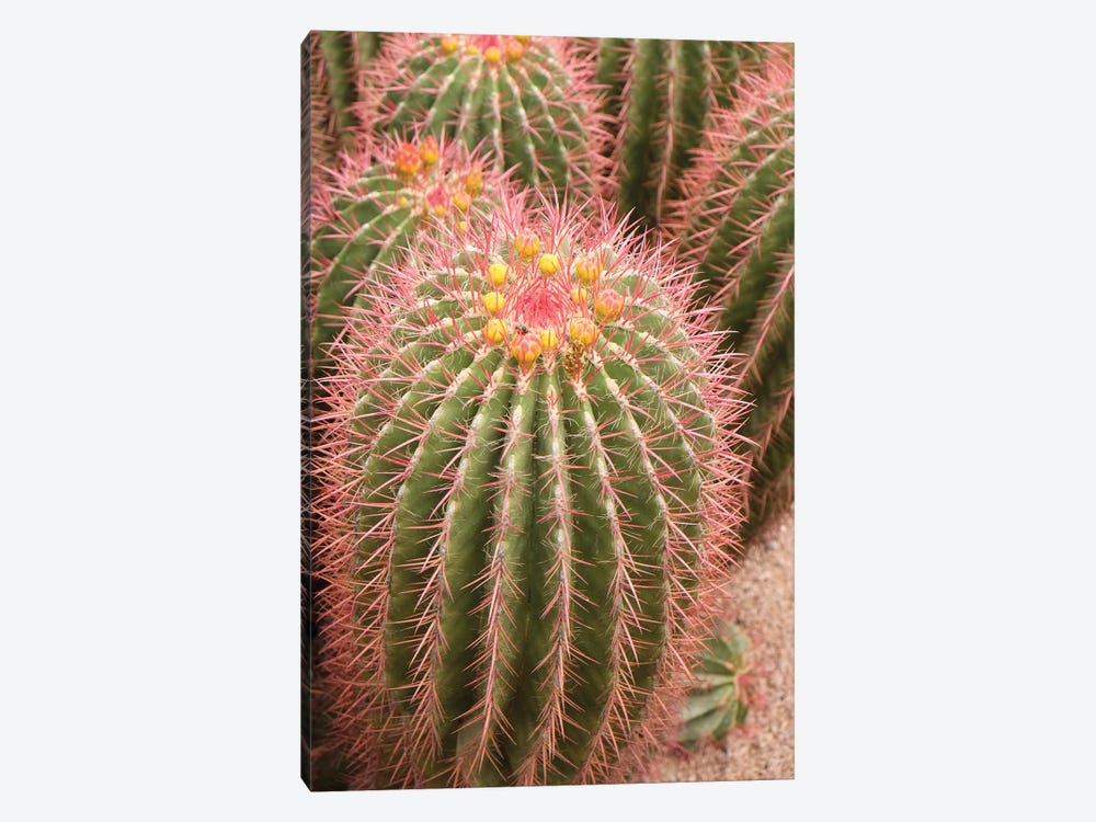 Marrakech, Morocco. Beautiful Arid Garden Filled With Cacti, Succulents. Cacti Starting To Bloom. by Julien McRoberts 1-piece Canvas Art Print