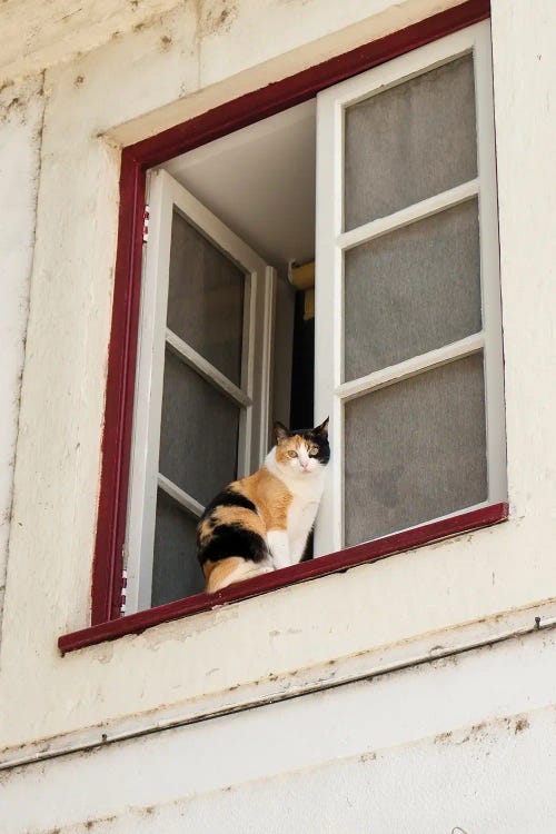 Coimbra, Portugal. Cat Keeps An Eye On The Neighborhood. by Julien McRoberts wall art