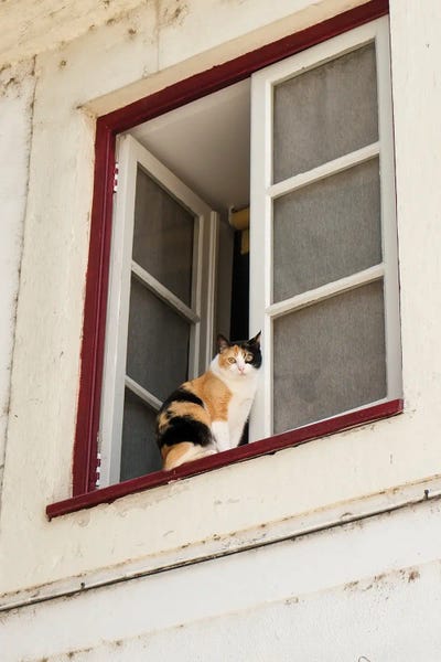 Coimbra, Portugal. Cat Keeps An Eye On The Neighborhood.