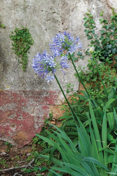 Coimbra, Portugal. Flower In Garden.