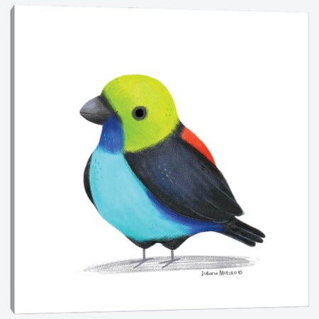 Paradise Tanager Bird Canvas Print #JMK109} by Juliana Motzko Canvas Art