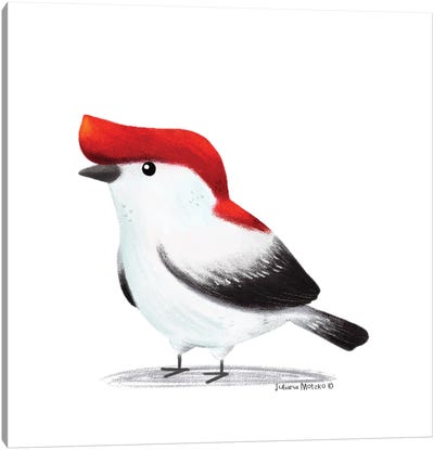 Araripe Manakin Bird Canvas Art Print - Juliana Motzko