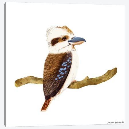 Kookaburra Bird Canvas Print #JMK17} by Juliana Motzko Canvas Art