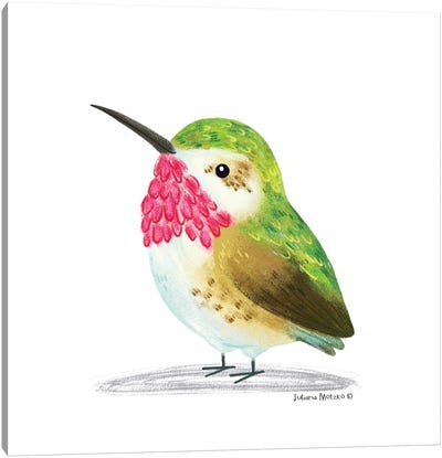 Calliope Hummingbird Canvas Art Print - Juliana Motzko