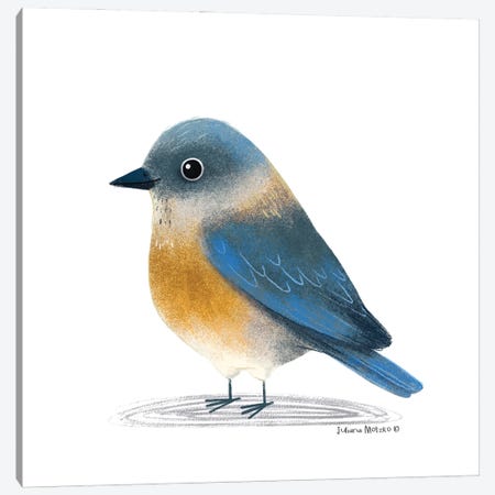 Eastern Bluebird Canvas Print #JMK187} by Juliana Motzko Canvas Print