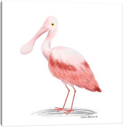 Roseate Spoonbill Bird Canvas Art Print - Juliana Motzko