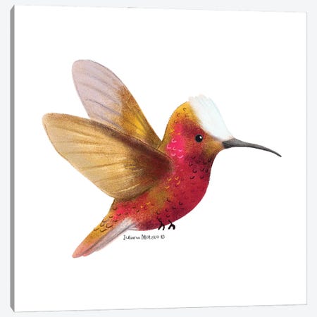 Snowcap Hummingbird Canvas Print #JMK218} by Juliana Motzko Canvas Artwork