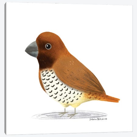 Spice Finch Bird Canvas Print #JMK219} by Juliana Motzko Canvas Artwork