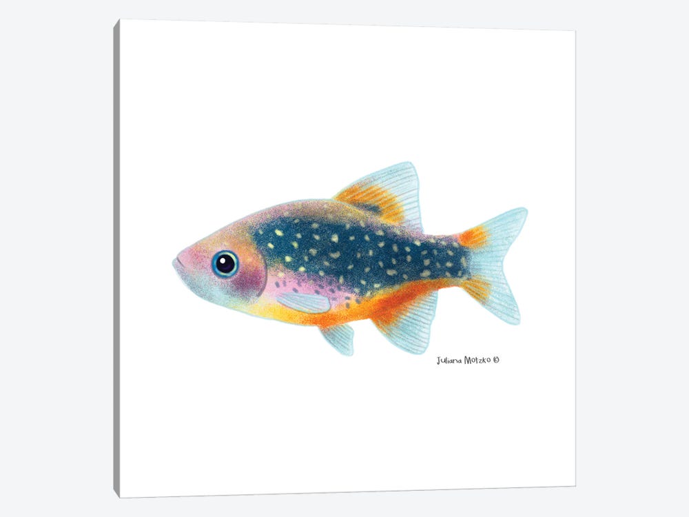 Celestial Pearl Danio Fish by Juliana Motzko 1-piece Art Print
