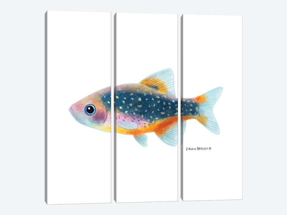 Celestial Pearl Danio Fish by Juliana Motzko 3-piece Art Print