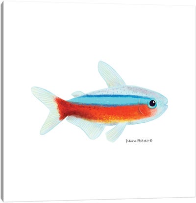 Cardinal Tetra Fish Canvas Art Print - Juliana Motzko