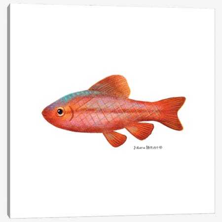 Cherry Barb Fish Canvas Print #JMK255} by Juliana Motzko Art Print