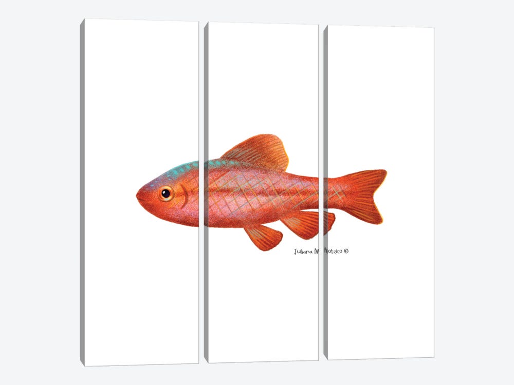 Cherry Barb Fish by Juliana Motzko 3-piece Canvas Print
