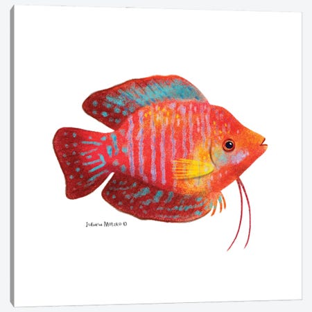 Dwarf Gourami Fish Canvas Print #JMK257} by Juliana Motzko Canvas Art Print
