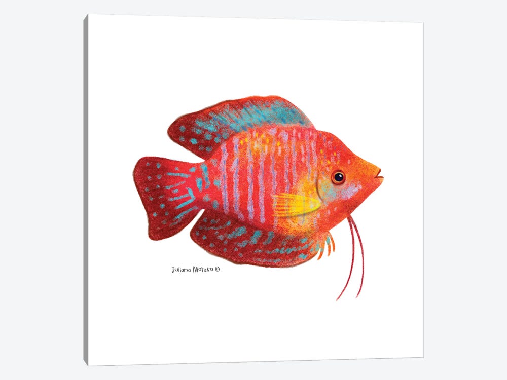 Dwarf Gourami Fish by Juliana Motzko 1-piece Art Print
