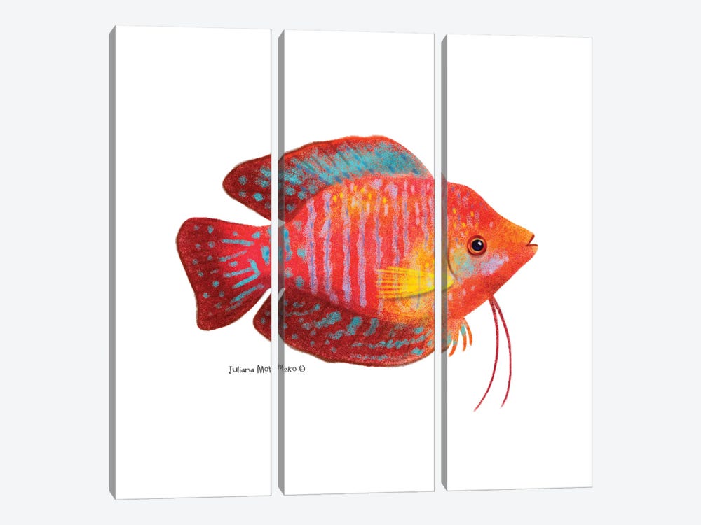 Dwarf Gourami Fish by Juliana Motzko 3-piece Art Print