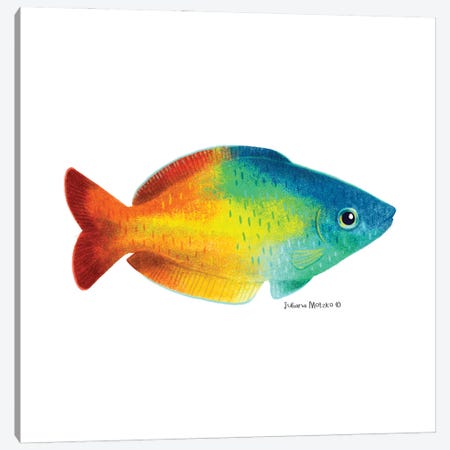 Rainbowfish Canvas Print #JMK258} by Juliana Motzko Canvas Artwork