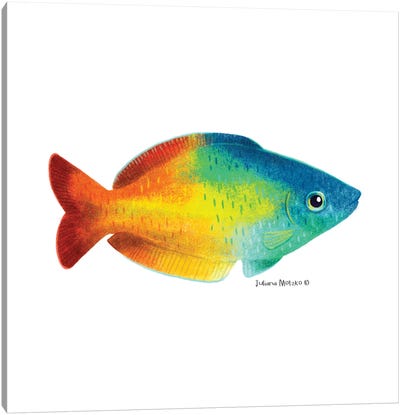 Rainbowfish Canvas Art Print - Juliana Motzko