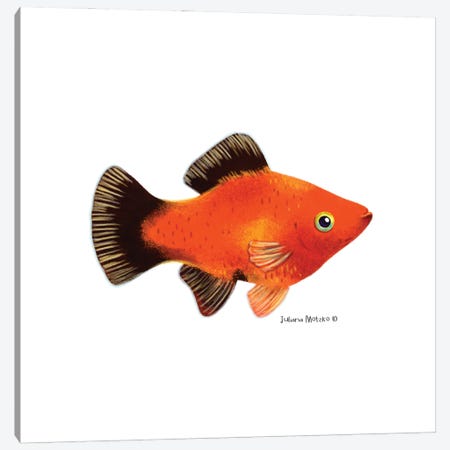 Red Wagtail Fish Canvas Print #JMK259} by Juliana Motzko Canvas Art