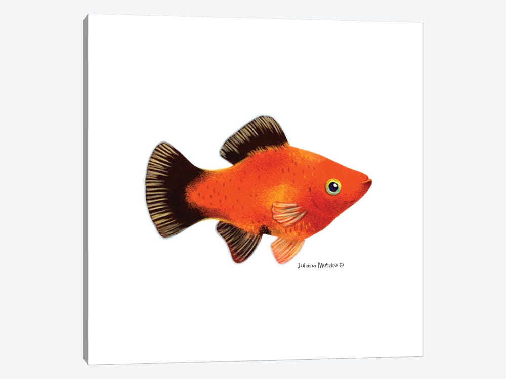 Red Wagtail Fish by Juliana Motzko 1-piece Art Print
