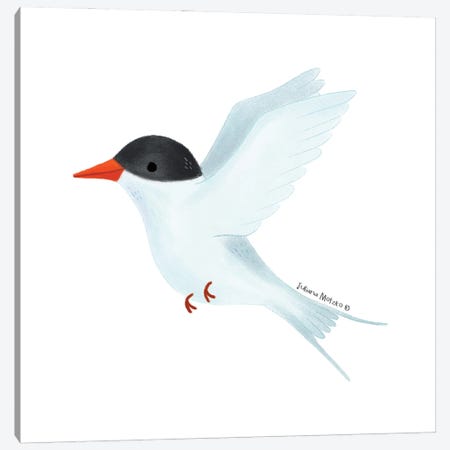 Arctic Tern Bird Canvas Print #JMK28} by Juliana Motzko Canvas Wall Art