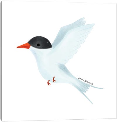 Arctic Tern Bird Canvas Art Print - Terns
