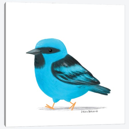 Blue Dacnis Bird Canvas Print #JMK46} by Juliana Motzko Canvas Art Print
