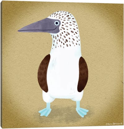 Blue Footed Booby Bird Canvas Art Print - Juliana Motzko