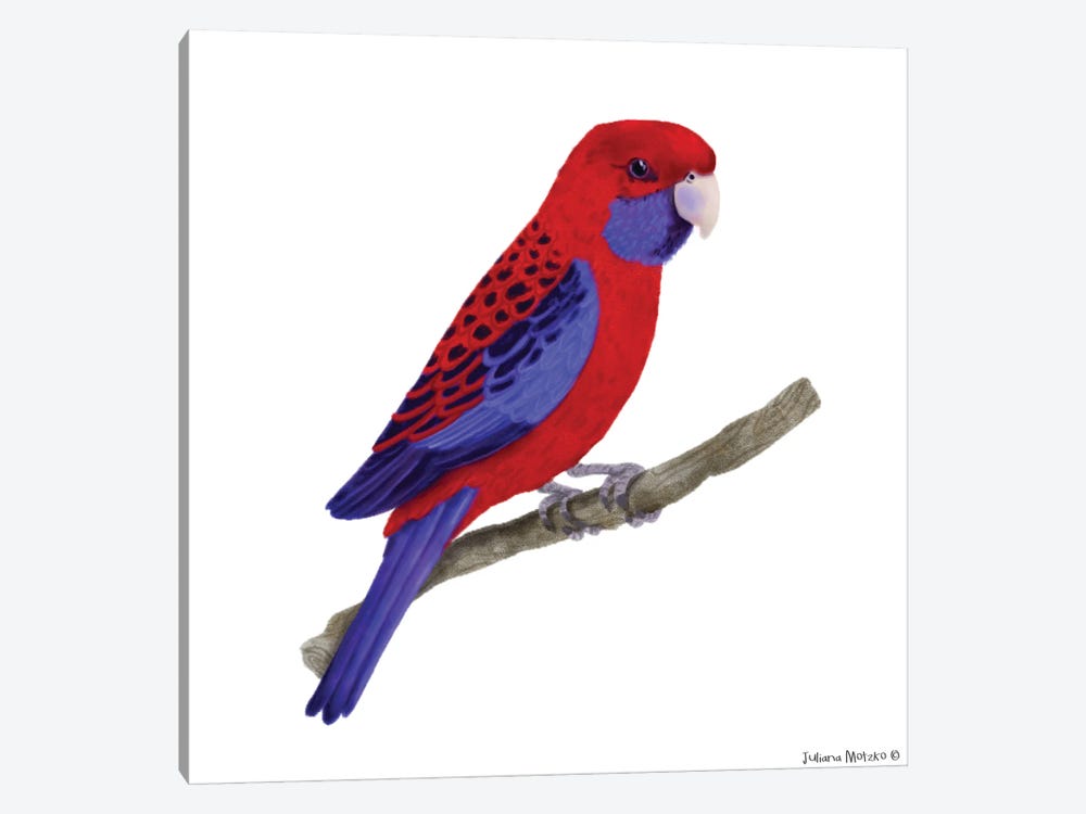 Crimson Rosella Bird by Juliana Motzko 1-piece Art Print