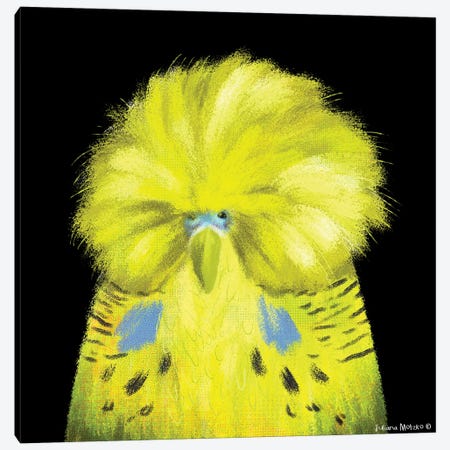English Budgerigar Bird Canvas Print #JMK73} by Juliana Motzko Art Print