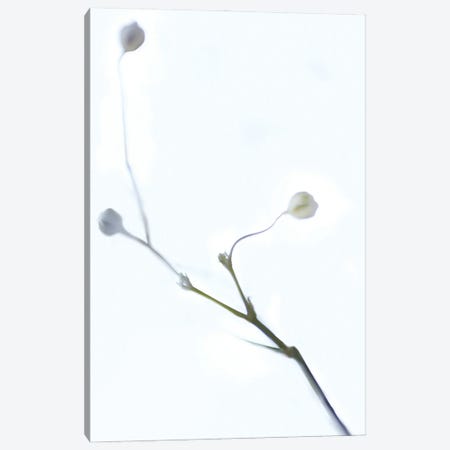 White Buds I Canvas Print #JML121} by James McLoughlin Canvas Print