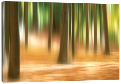 Forest Run III Canvas Art Print