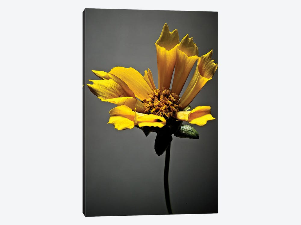Studio Flowers X 1-piece Canvas Art Print